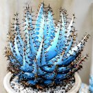 100 Seeds Aloe Vera Plant Herbal Succulent Bonsai Fresh Seeds