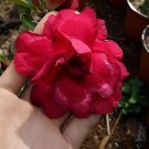 40 Seeds Adenium Obesum Desert Roses Fresh Seeds