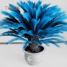 20 Seeds Blue Sago Cycas Bonsai Revolute Plant Bonsai Fresh Seeds