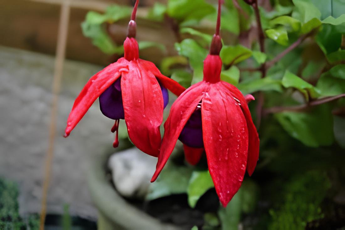 400 Seeds Fuchsia Flowers Ornamental Plants Fast Grow Fresh Seeds