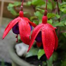 400 Seeds Fuchsia Flowers Ornamental Plants Fast Grow Fresh Seeds