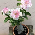2 Seeds Balcony Bonsai Potted Flowers Drawf Adenium Fresh Seeds