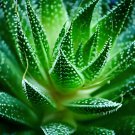 1000 Seeds Charming Aloe Mix Excellent Houseplants Succulent Fresh Seeds