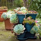200 Seeds Succulent Cactus Bonsai for Home & Garden Pot Plant Fresh Seeds