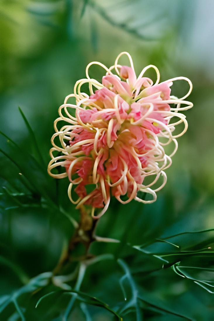 200 Seeds Rare Grevillea Flowers Beautiful Flower Australian Fresh Seeds