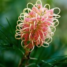200 Seeds Rare Grevillea Flowers Beautiful Flower Australian Fresh Seeds