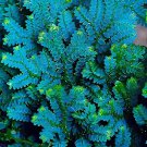 100 Seeds Selaginella Uncinata Bonsai of Bonsai Outdoor Fresh Seeds