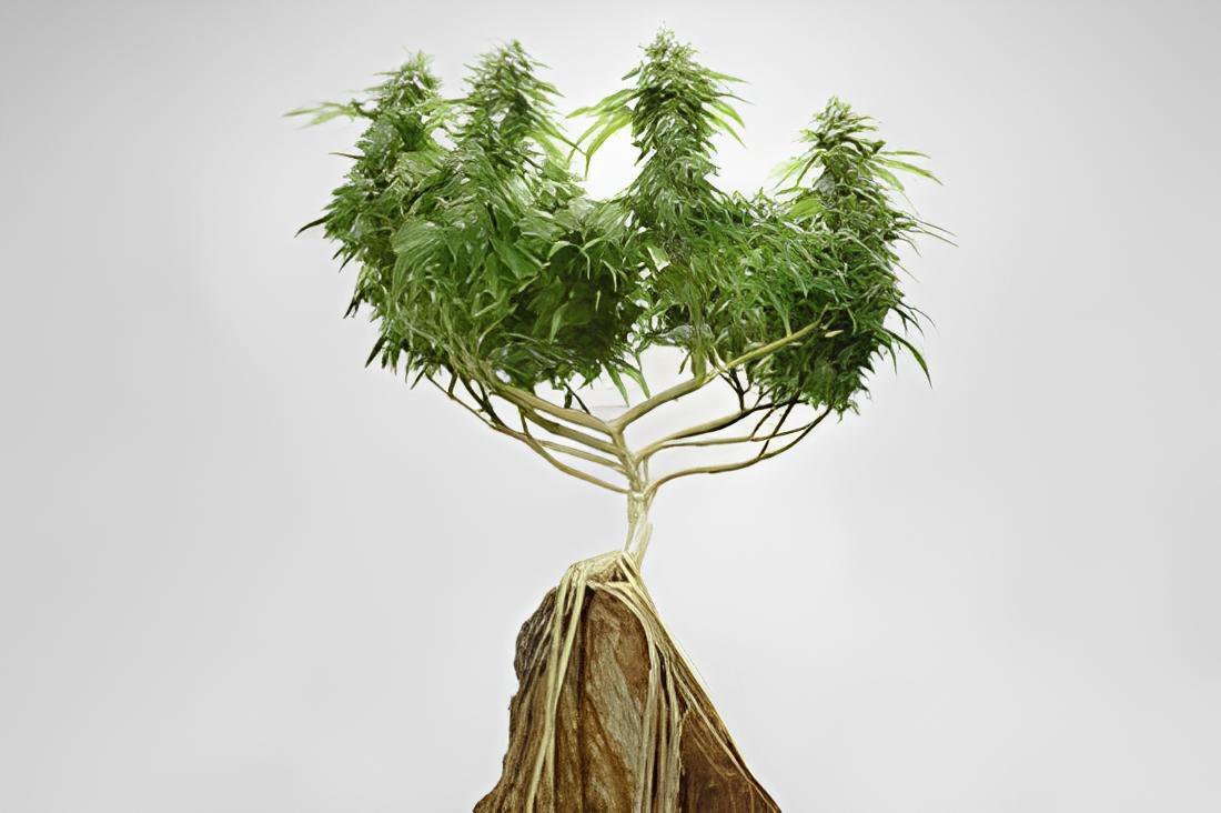 204 Seeds Canna Bonsai DIY Potted Plants Fresh Seeds