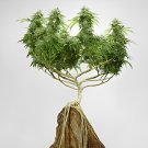 204 Seeds Canna Bonsai DIY Potted Plants Fresh Seeds