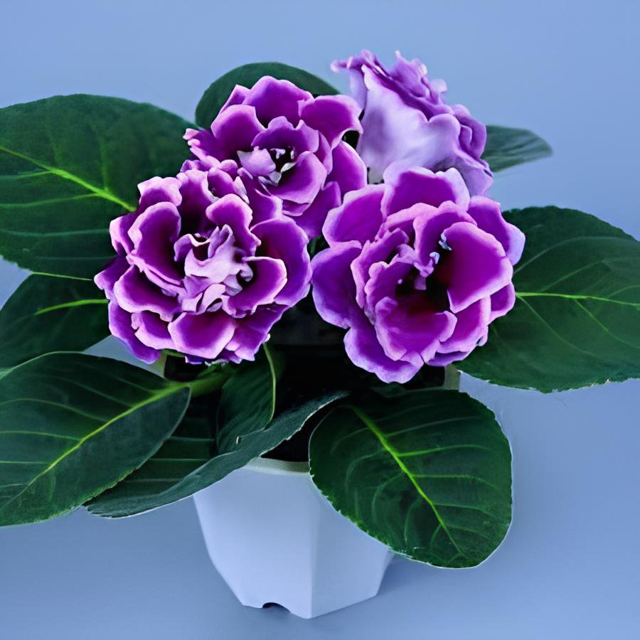 200 Seeds Rare Real Gloxinia Plant,Bonsai Sinningia Gloxinia Flower Plant Fresh Seeds