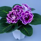 200 Seeds Rare Real Gloxinia Plant,Bonsai Sinningia Gloxinia Flower Plant Fresh Seeds
