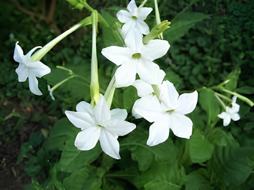 400 Seeds Nicotiana Alata -s Home Garden Multi-Color Optional YR Fresh Seeds