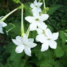 400 Seeds Nicotiana Alata -s Home Garden Multi-Color Optional YR Fresh Seeds