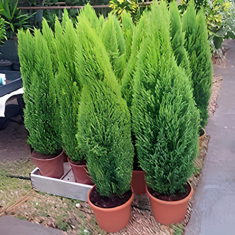 100 Seeds Cypress Trees Platycladus Orientalis Oriental Arborvitae Plants Fresh Seeds