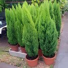 100 Seeds Cypress Trees Platycladus Orientalis Oriental Arborvitae Plants Fresh Seeds