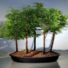 100 Seeds Dawn Redwood Bonsai Tree Grove Metasequoia Glyptostroboides Fresh Seeds