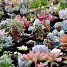 200 Seeds Rainbow YuLu Bonsai, Potted Succulents Fresh Seeds