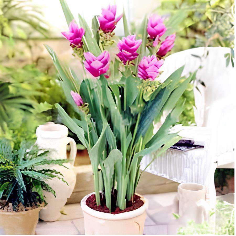 200 Seeds Curcuma Alismatifolia Bonsai Herb Plant Fresh Seeds