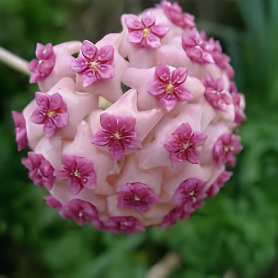 200 Seeds Flower Bonsai Hoya Kerrii Bonsai (December Orchid) Fresh Seeds