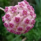200 Seeds Flower Bonsai Hoya Kerrii Bonsai (December Orchid) Fresh Seeds
