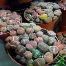 200 Seeds Rare Succulent Planter Garden Decoration Lithops Seed Garden Flower Fresh Seeds
