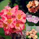 200 Seeds Rare Euphorbia Milii Hybrid Plant Bonsai Potted Bonsai Plants Fresh Seeds