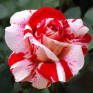 200 Seeds Rose Bonsai,Rare Color,Rich Aroma, Rare Exotic Chinese Rosa Fresh Seeds