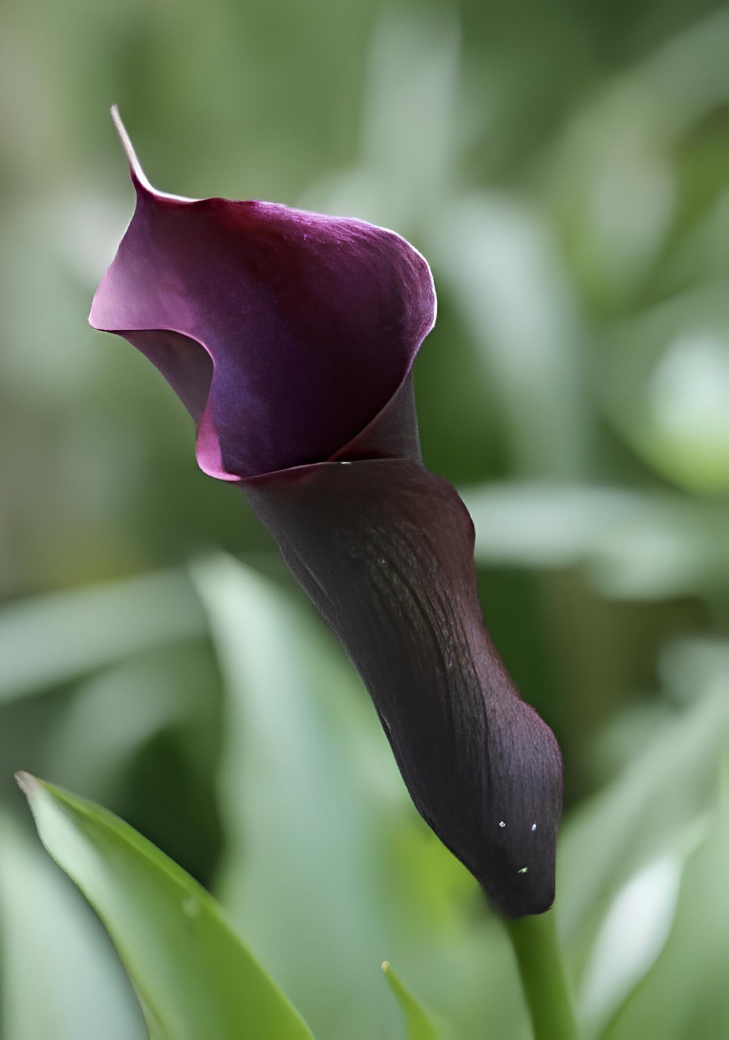 200 Seeds Calla Lily Bonsai Room Flowers Zantedeschia Aethiopica Bonsai Fresh Seeds