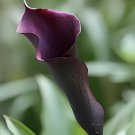 200 Seeds Calla Lily Bonsai Room Flowers Zantedeschia Aethiopica Bonsai Fresh Seeds