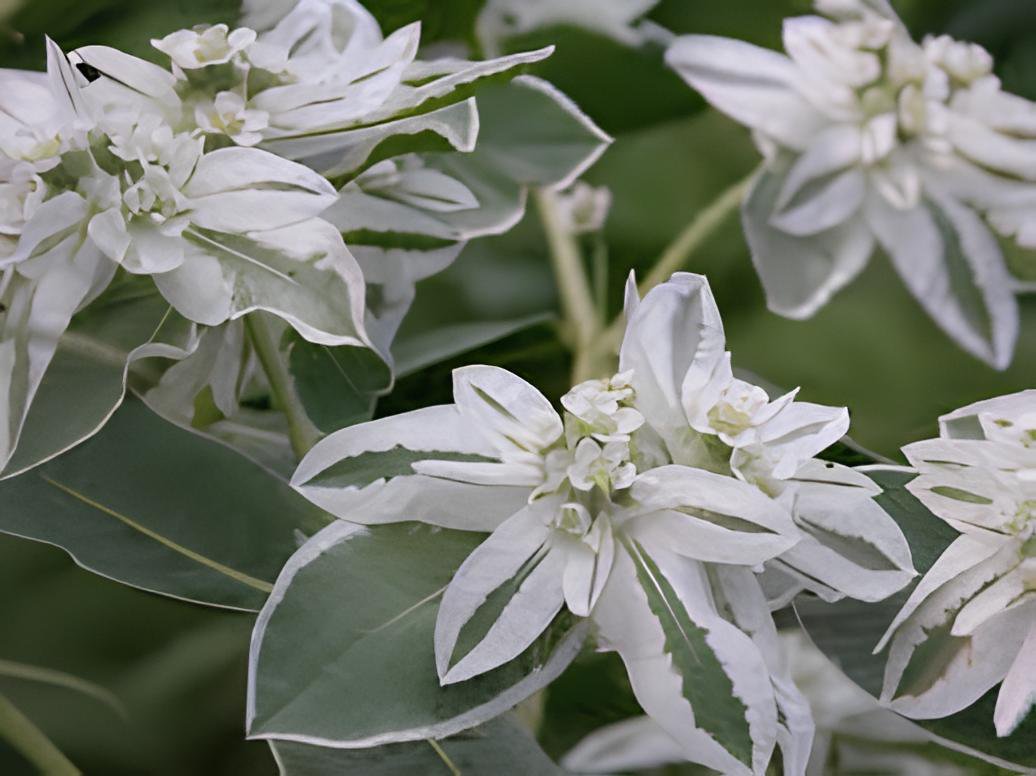 100 Seeds Euphorbia Marginata Pursh Heat Resistant Ever Green Fresh Seeds