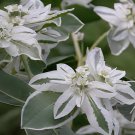 100 Seeds Euphorbia Marginata Pursh Heat Resistant Ever Green Fresh Seeds