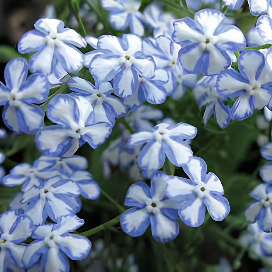200 Seeds American Forget-me-not Flower Bonsai Starry Eyes Potted Plants Fresh Seeds