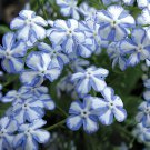200 Seeds American Forget-me-not Flower Bonsai Starry Eyes Potted Plants Fresh Seeds