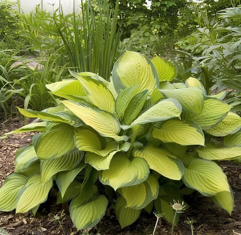 1000 Seeds Hosta - Mixed 12 Colors Fresh Seeds