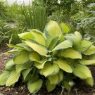 1000 Seeds Hosta - Mixed 12 Colors Fresh Seeds