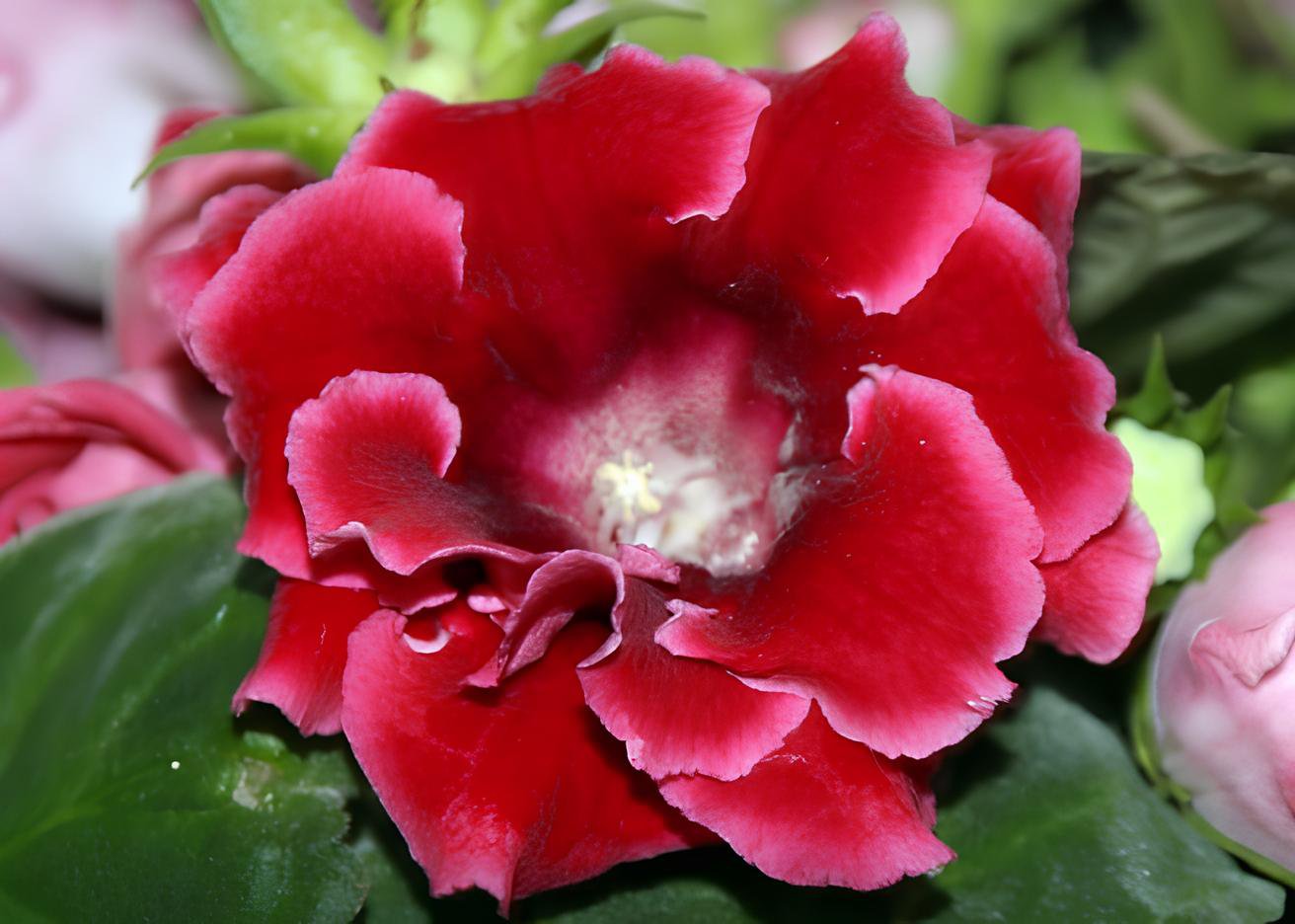 200 Seeds Gloxinia Plants 3 Colors Available Fresh Seeds