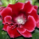 200 Seeds Gloxinia Plants 3 Colors Available Fresh Seeds