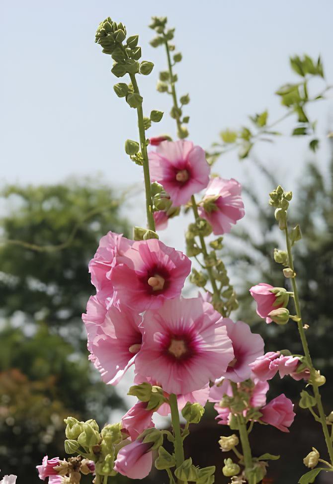 200 Seeds Rare Hollyhock Flower - Light Pink Flowers with Rose Pink Centre Fresh Seeds