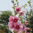 200 Seeds Rare Hollyhock Flower - Light Pink Flowers with Rose Pink Centre Fresh Seeds
