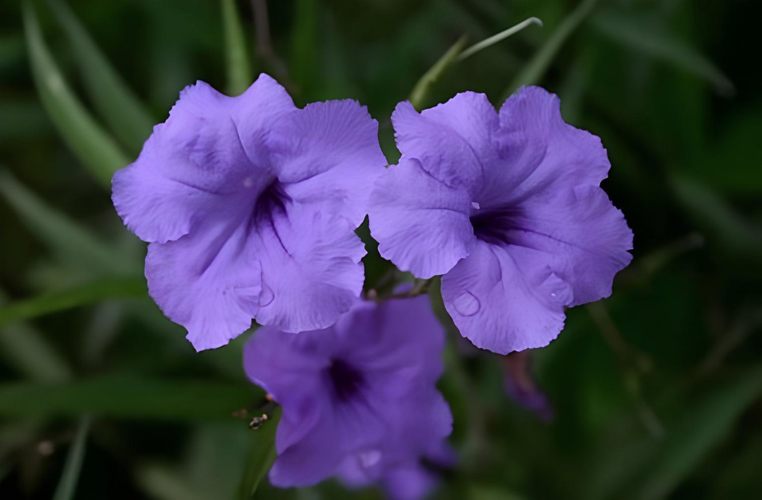200 Seeds Petunia Flower - Purple White Bicolor Flowers Fresh Seeds