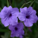 200 Seeds Petunia Flower - Purple White Bicolor Flowers Fresh Seeds