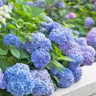 40 Seeds Hydrangea Bonsai Mixed Color Japan Fresh Seeds