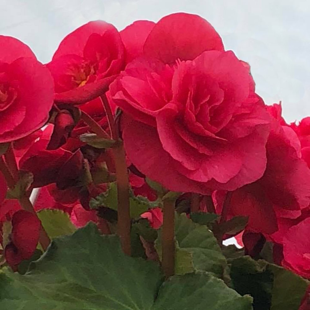 100 Seeds Rieger Begonias Dark Red Color Fresh Seeds