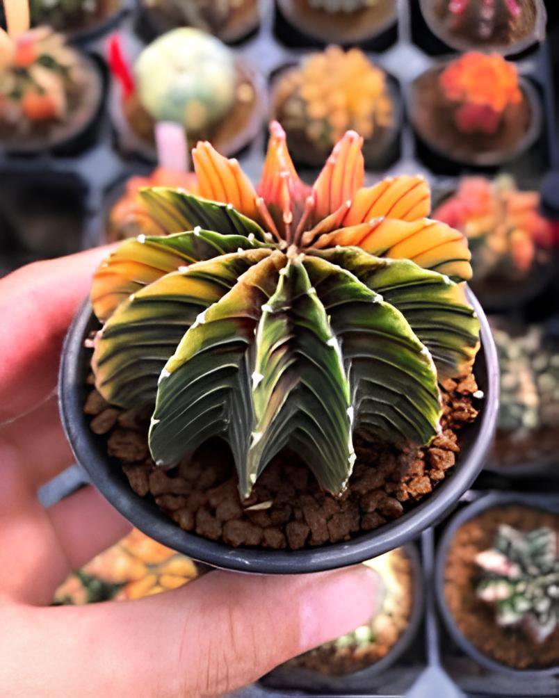 200 Seeds Cactus Bromeliad Succulent Bonsai Courtyard Mini Plant Fresh Seeds