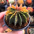 200 Seeds Cactus Bromeliad Succulent Bonsai Courtyard Mini Plant Fresh Seeds