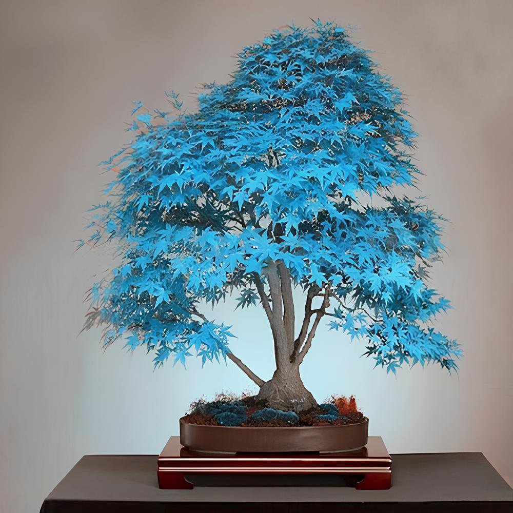 40 Seeds Blue Maple Tree Fresh Seeds