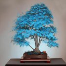 40 Seeds Blue Maple Tree Fresh Seeds