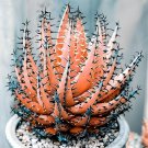 400 Seeds Rainbow Aloe Bonsai Mixed Excellent Succulent Plants Fresh Seeds