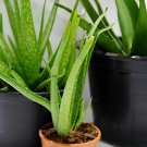 1000 Seeds Charming Aloe Mix Excellent Houseplants Succulent Aloe Vera Fresh Seeds