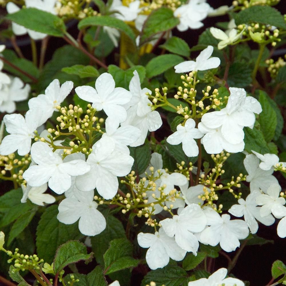 200 Seeds Viburnum Sargentii Bonsai Potted Garden Fresh Seeds